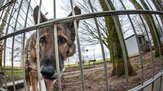 Wer einen Hund aus dem Heppenheimer Tierheim erwirbt, wird künftig von der Hundesteuer befreit.