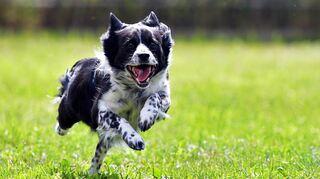 Hunde brauchen Auslauf. Den werden sie bald auf dem früheren Gelände des Ziegenzuchtvereins am Erbachwiesenweg bekommen.