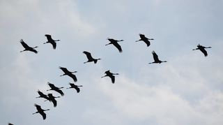 Kraniche überfliegen Hessen derzeit zu Tausenden auf ihrer Reise von der Ostsee Richtung Süden.