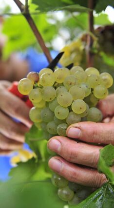 Auch die letzten Trauben aus den Heppenheimer Weinbergen wurden in der vergangenen Woche abgeerntet.