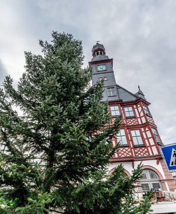 Die Stadt Lorsch sucht noch nach einem Weihnachtsbaum für den Platz vor dem Alten Rathaus.