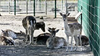 Das Damwild im Jägersburger Wald scheint auf Besucher zu warten. Der kleine Tierpark bleibt aber mit Blick auf die Pandemie geschlossen.