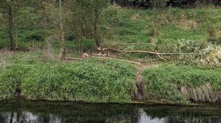 Der Biber ist in Südhessen auf dem Vormarsch. Die fleißigen Nager hinterlassen Spuren – wie hier in Biblis. Der Wohnort des Bibers liegt an der Weschnitz.