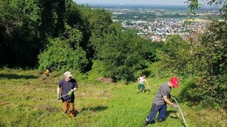 Die Mitglieder des Vereins „Alte Burg“ legen unter anderem in der gleichnamigen Weinlage am Zwingenberger Luciberg selbst Hand an. Unser Bild entstand bei einem Sensen-Einsatz im Sommer des Jahres 2020.
