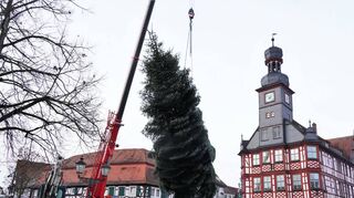 Mit Hilfe des Teleskopkrans eines Lorscher Unternehmens wurde die Tanne aus dem Odenwald gestern vom Transportfahrzeug auf dem Benediktinerplatz hoch über die Straße bis zum Standort vor dem Alten Rathaus gezogen.