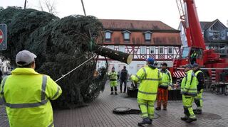 Christbaum aufstellen ist Männersache. Das erfahrene Team des städtischen Betriebshofs brachte die 15 Meter große und eine Tonne schwere Tanne gestern problemlos in die richtige Position in der Stadtmitte.