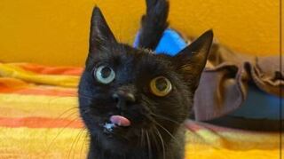 Captain Jack ist ein Fundkater, aber sehr menschenbezogen.