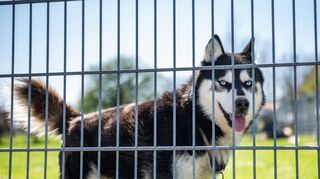 Wer sich in Heppenheim einen Hund aus dem Tierheim geholt hat, musste bislang für ein Jahr keine Hundesteuer zahlen. Eine komplette Entlastung der Halter wurde unlängst zwar vom Stadtparlament beschlossen, verstößt womöglich aber gegen das Grundgesetz.