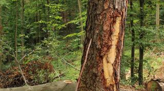 Die Schäden im Lindenfelser Wald sind unverkennbar. Daher soll die Natur dort künftig besser geschützt werden.