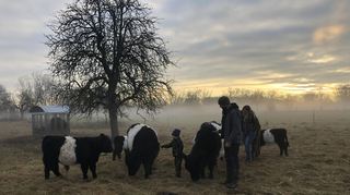 Streicheleinheiten nach Sonnenaufgang: Die Familie Wunderlich bei ihrem morgendlichen Besuch ihrer Rinder auf einer Weide.