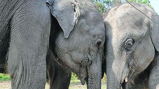 <p>Etwa 5000 wildlebende Elefanten, wie hier im Kaziranga-Nationalpark, gibt es in Assams Wäldern.</p>