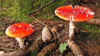 Am roten Hut mit den weißen Sprenkeln erkennen den Fliegenpilz auch Kinder. Viele Mythen ranken sich um ihn. Das Gewächs, das auch im Odenwald vorkommt, ist nun zum Pilz des Jahres gekürt.