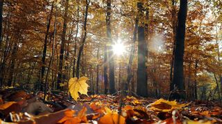 Der Wald ist Luftfilter, Erholungsraum und Klimaanlage. Doch der Klimawandel setzt den Bäumen stark zu.