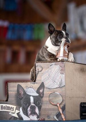 Auf dem Treppchen: Hundedame Lena Lustig.