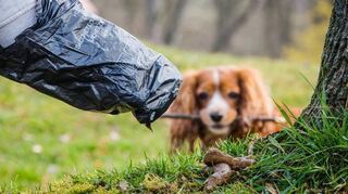 Die Stadt weist darauf hin, dass die Hinterlassenschaften von Hunden im öffentlichen Raum von Herrchen oder Frauchen ordnungsgemäß zu entsorgen sind.