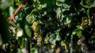 Weintrauben könnten in der Zukunft auch an der Bergstraße – zu kleinen Teilen – zu Wein ohne Alkohol verarbeitet werden.
