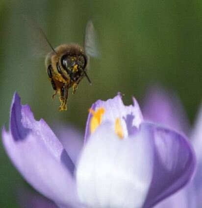 Wie schön und nützlich gepflanzt wird, vermittelt ein Vortrag.