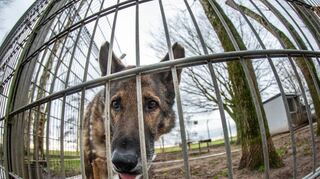 Eine Steuerbefreiung für Hunde aus dem Tierheim würde die Vermittlung von Tieren wohl erleichtern. Doch die Rechtslage ist unklar.
