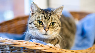 Hauskatze. +++ dpa-Bildfunk +++