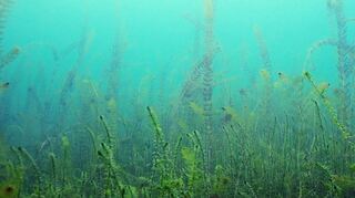 Algen können in vielen Bereichen eingesetzt werden.