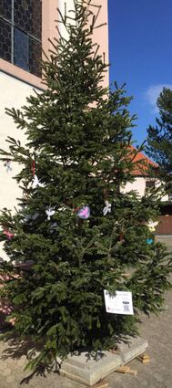Der alte Christbaum hat erneut eine neue Funktion: Friedensbaum.