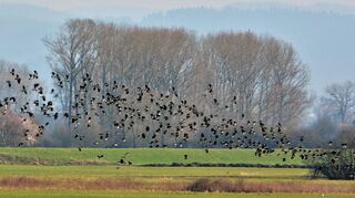 Birdwatching ist beliebt. Am Sonntag können sich Interessierte von Lorscher Ornithologen über die Vogelwelt an der Weschnitzinsel informieren lassen. Ein Fernglas sollten die Teilnehmer mitnehmen.