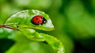 Glücksfall im Garten: ein Marienkäfer auf einem Rosenblatt.