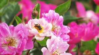 Ungefüllte Rosenblüten laden Bienen zum Nektarsammeln ein.