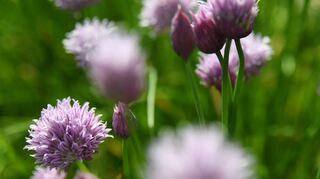 Von blühenden Kräutern – wie hier Schnittlauch – werden Bienen und andere Insekten angelockt.