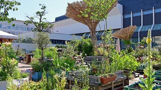 Wo früher tristes Grau vorherrschte, grünt und blüht es inzwischen in jedem Sommer: der Garten am Hackmuseum in Ludwigshafen.