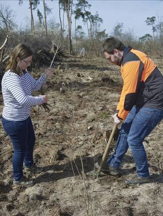Victoria Blüm und Alexander Schwanke setzen eine Stieleiche.