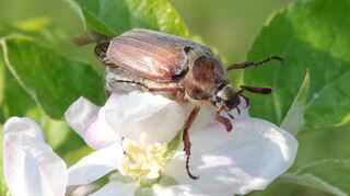 Ein stattlicher Maikäfer auf einer Apfelblüte: eigentlich ganz hübsch – aber in großer Zahl ein echtes Problem für den Wald.