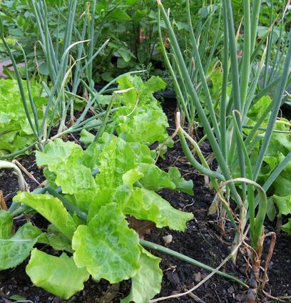 Mischkulturen schützen sich gegenseitig vor Schädlingen und Krankheiten oder fördern sich im Wachstum. Der Geruch von Lauchgewächsen kann beispielsweise Schädlinge vertreiben.