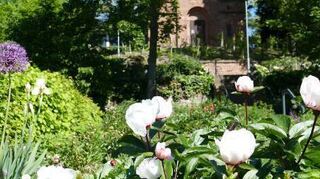 Es gibt Führungen im Päoniengarten und einen Pfingstrosenverkauf.