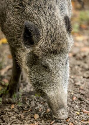 Auch im Einhäuser Wald gibt es viel zu viele Wildschweine, beklagen Landwirte und Jäger.