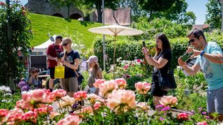 Im prächtigen Lorscher Pfingstrosengarten zückte fast jeder Besucher sofort sein Smartphone. Kinder konnten auch selbst für Blumenschmuck sorgen. Denn vor der Königshalle (Bild oben) konnten sie Holzblumen bemalen und mitnehmen.
