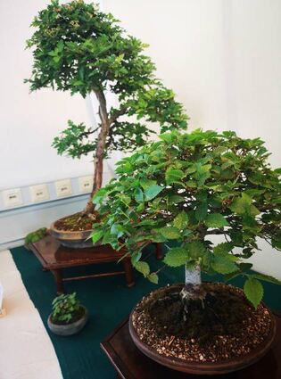 Feldulme, Weißdorn und weitere Minis zeigte die Bonsai-Schau.