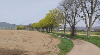 Immer noch markiert eine Baumreihe entlang des Neugrabens den Weg, der von Bensheim in Richtung Rhein führt.