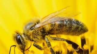 In Unter-Schönmattenwag informiert ein neuer Lehrpfad über die Bienen.