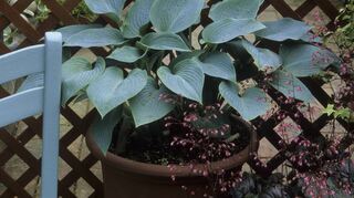 Schön im Schatten: Hosta und Heuchera.