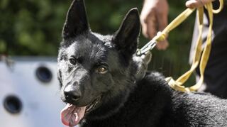 Der vierjährige Schäferhund-Mischling „Drago“ ist darauf trainiert, das Corona-Virus zu erschnüffeln.