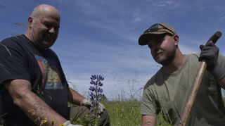 Landschaftspfleger Gerd Frickel (l.) und sein Sohn Philipp Frickel knien auf einer Bergwiese im Mittelgebirge Rhön und betrachten eine Stauden-Lupine.
