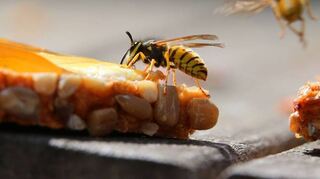 Wer es sich momentan draußen mit etwas zu Essen oder Trinken gemütlich macht, der sollte auf Wespen, aber auch auf Bienen aufpassen. Bei manchen Menschen kann ein Stich allergische Reaktionen hervorrufen.