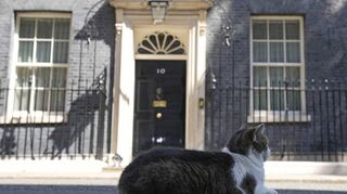 Kater Larry sitzt auf der Straße vor der Tür der Downing Street 10: Premierminister Boris Johnson soll rasch ausziehen, so die jüngsten Forderungen.