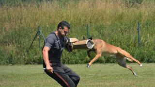 Die Einhäuser Hundesportler und ihre Tiere lieferten am Prüfungstag erstklassige Ergebnisse ab – trotz großer Hitze.
