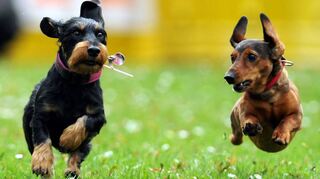 Wer einen Hund aus dem Heppenheimer Tierheim erwirbt, wird künftig bei der Hundesteuer deutlich entlastet. Das erste Jahr ist für Tierheimhunde aus der Kreisstadt schon seit längerer Zeit steuerfrei, für die folgenden Jahre gibt es bislang keine steuerliche Entlastung.
