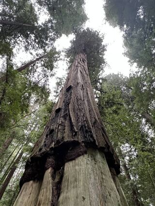 Groß, größer, Redwoods. Um den Baumwipfel sehen zu können, muss man den Kopf ganz schön neigen.