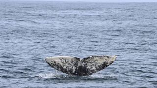 Vermutlich das Highlight vieler Urlauber: Wale. In Kalifornien schwimmen so ziemlich alle Arten von großen Walen von Norden nach Süden – und wieder zurück.