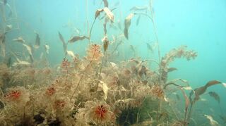Ein Blick in die Unterwasserwelt der Erlache am Naturschutzzentrum. Taucher des Nabu nahmen die Pflanzenwelt unter die Lupe.