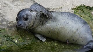 Der Frankfurter Zoo freut sich über Nachwuchs bei den Seehunden. Wie der Zoo am Montag mitteilte, ist der Heuler bereits am Samstag ohne Komplikationen zur Welt gekommen.